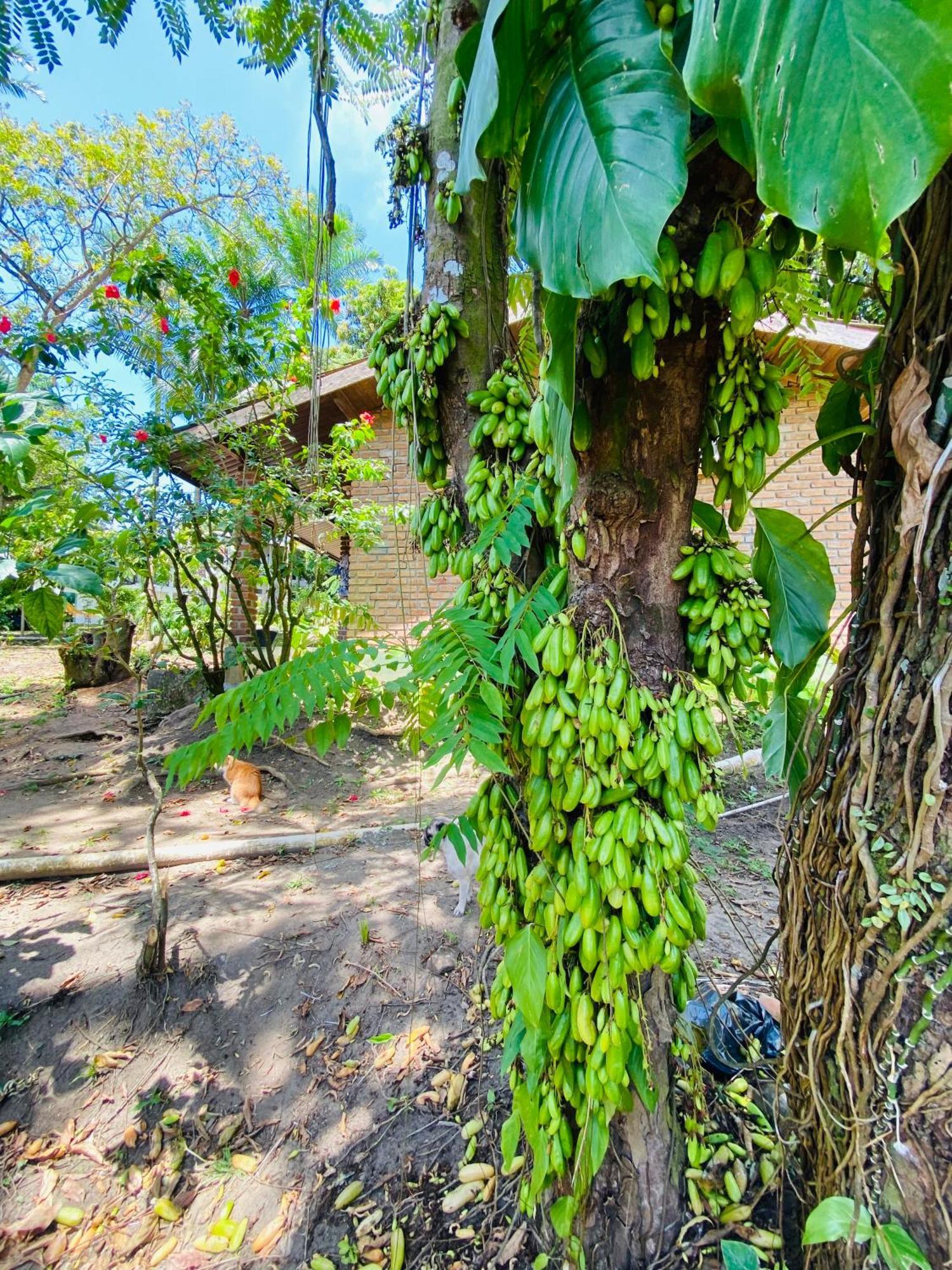 Coco Dende Velha Boipeba