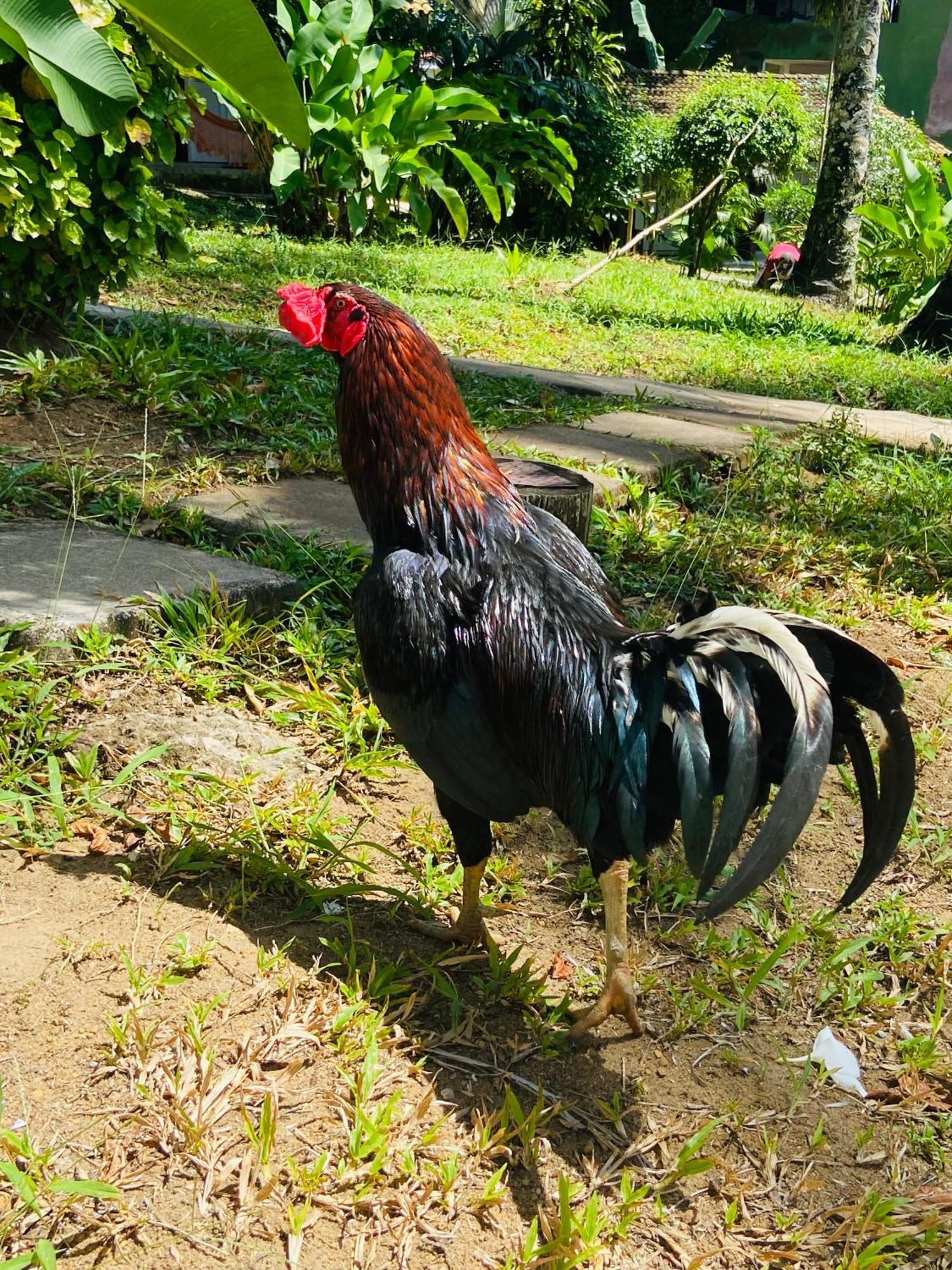 Coco Dende Velha Boipeba